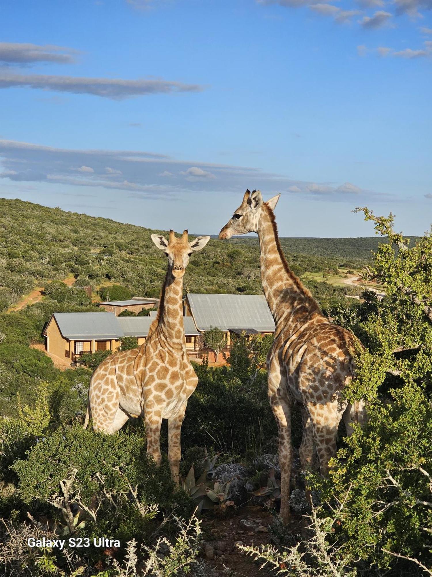 Valley Bushveld Country Lodge Addo Exterior foto