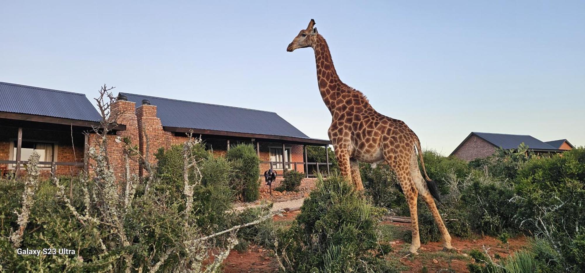 Valley Bushveld Country Lodge Addo Exterior foto