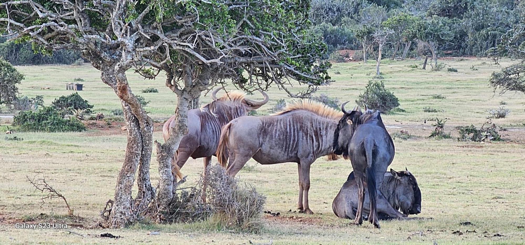 Valley Bushveld Country Lodge Addo Exterior foto