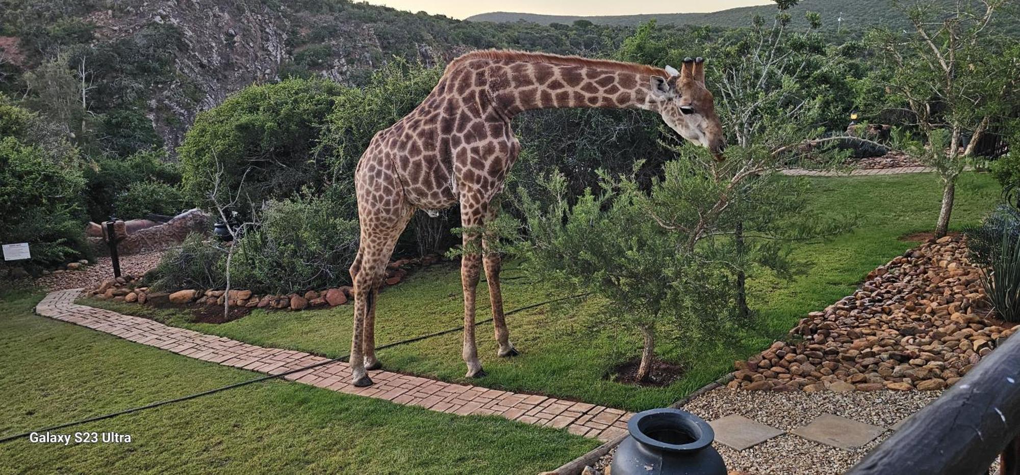 Valley Bushveld Country Lodge Addo Exterior foto
